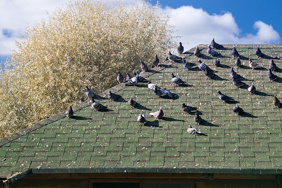 How Do Pests Cause Roof Damage
