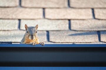 How Pests Can Damage Your Roof
