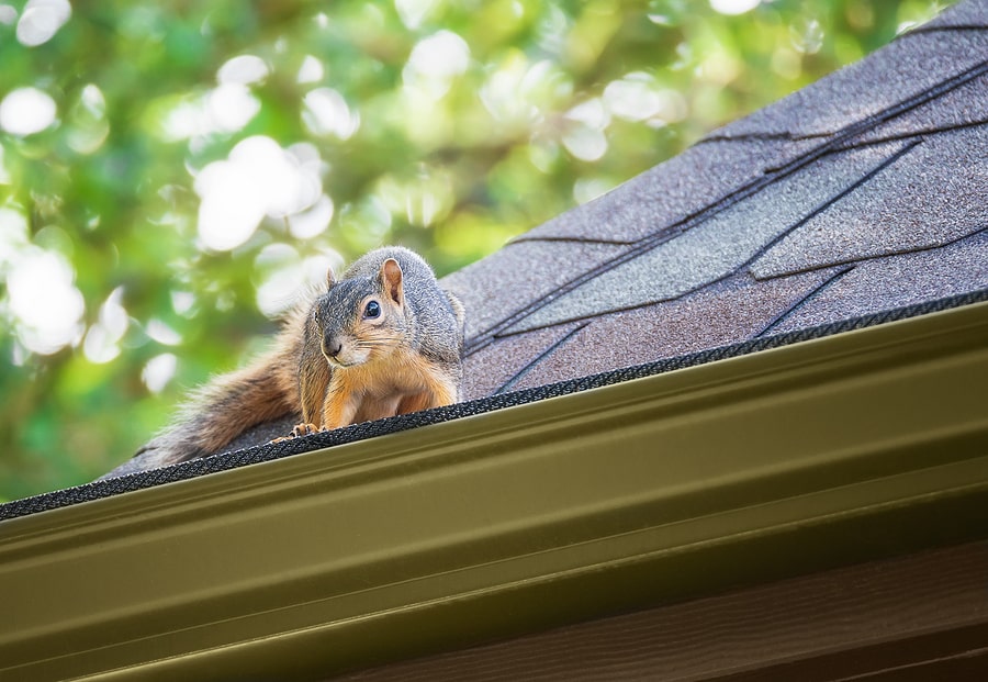 What Pests Can Damage a Roof