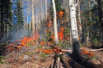 Wildfire Season and Your Roof